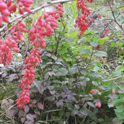 Confiture d'épine vinette, poire