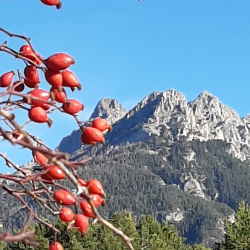 Velours de vinaigre de cynorrhodon et miel