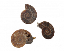 Médaillon Ammonite