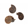 Médaillon Ammonite