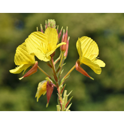 Cornichons d'onagre