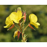 Cornichons d'onagre
